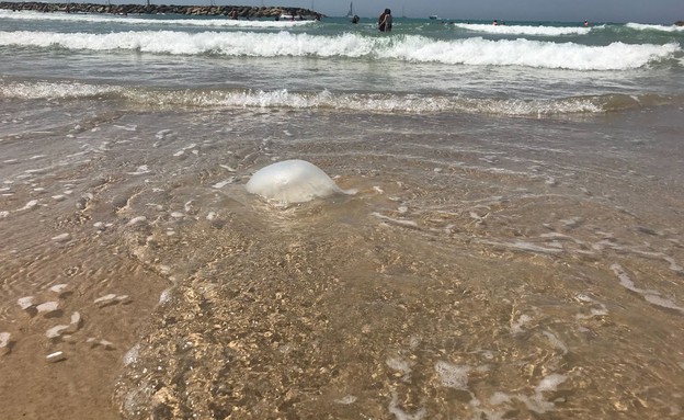 המדוזות כאן: "במקרה של קשיי נשימה או חולשה – יש להזמין אמבולנס"